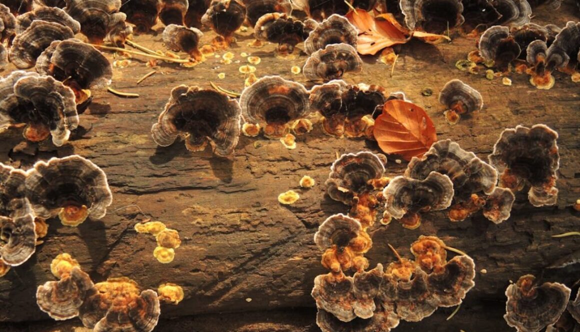 Sekrety zimowania pszczół - jak przetrwać niskie temperatury