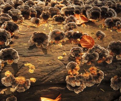 Sekrety zimowania pszczół - jak przetrwać niskie temperatury