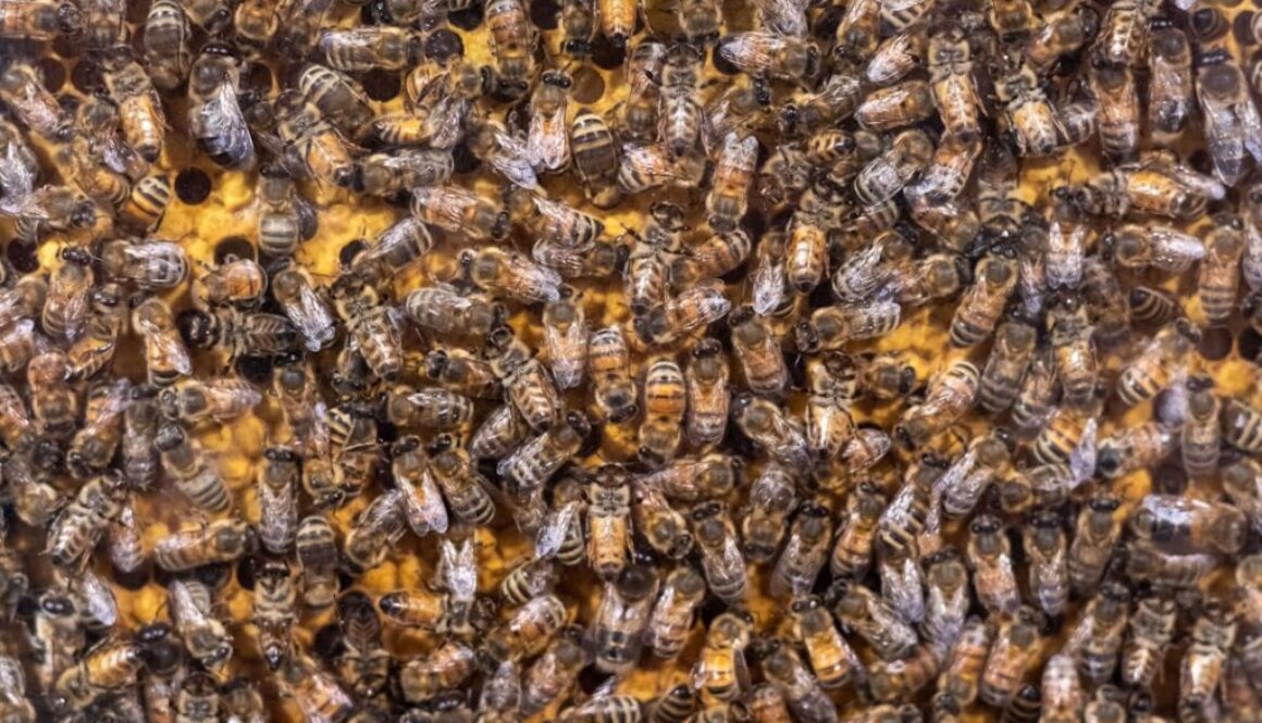 Jak pszczoły produkują wosk - materiał budulcowy ula