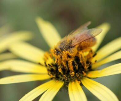 Pszczoła a klimat - jak zmiany klimatyczne wpływają na życie zapylaczy