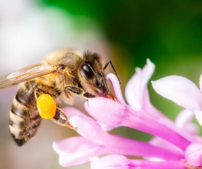 Jak pszczoły zapylają rośliny - mechanizm zapylania krzyżowego
