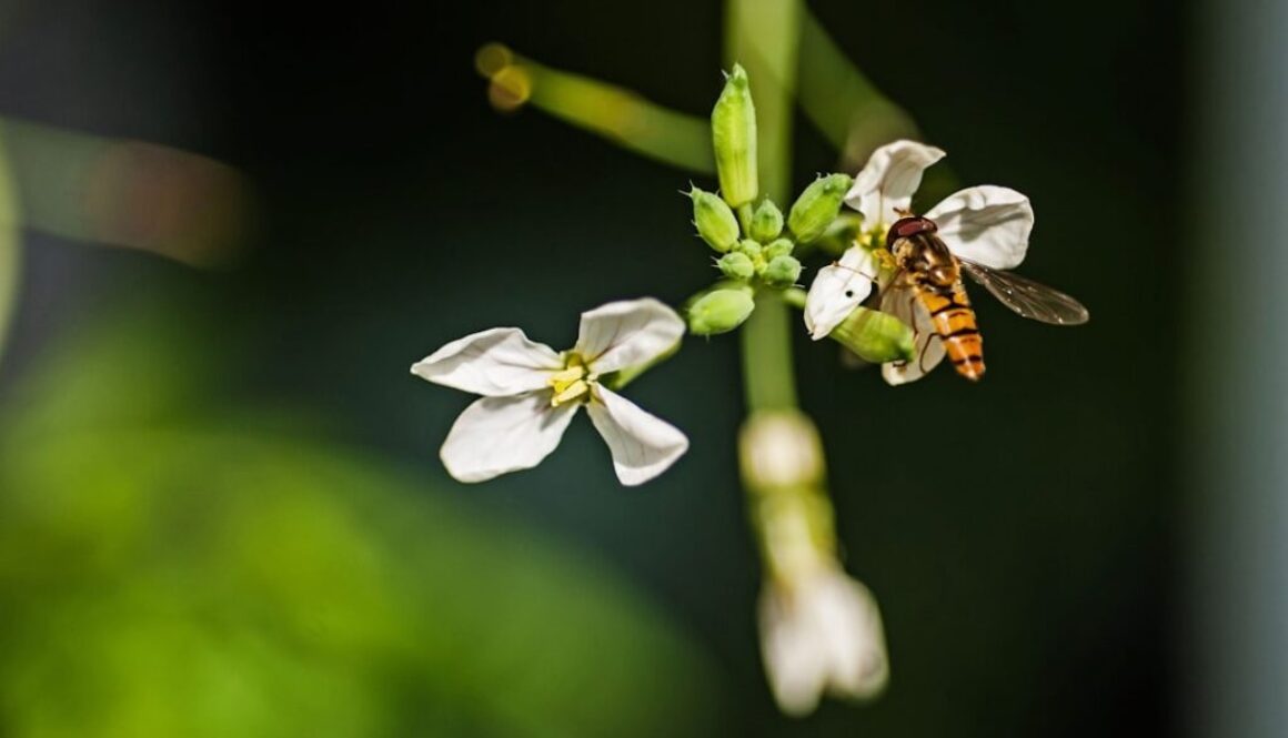 Rola trutni w życiu rodziny pszczelej - wszystko co musisz wiedzieć o samcach