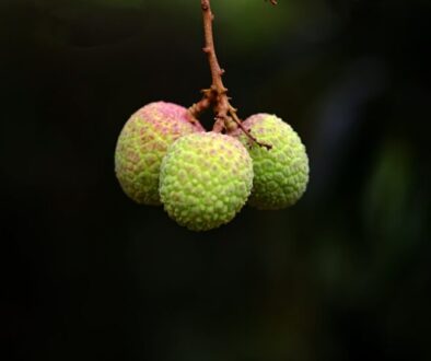 Rola zapylaczy w uprawach owoców i warzyw - co zawdzięczamy pszczołom