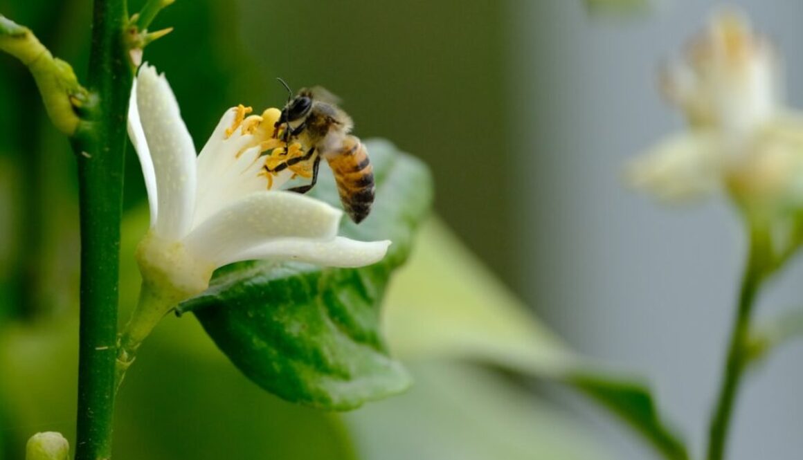 Zapylanie bez pszczół - alternatywne metody w rolnictwie