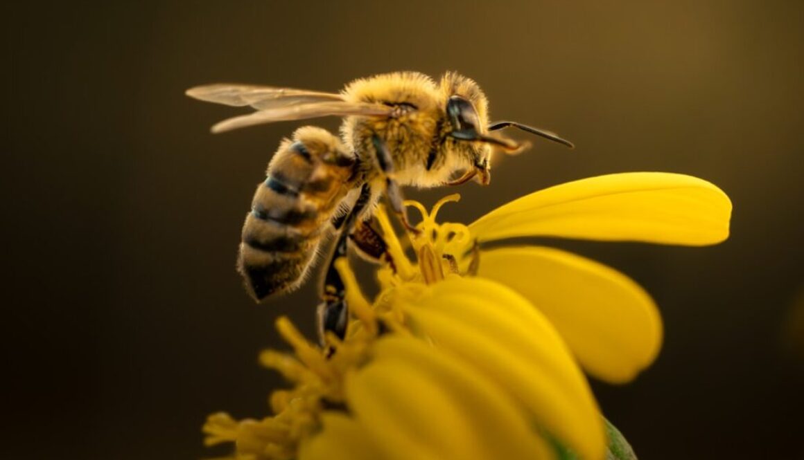 Jak zbudowana jest pszczoła - jej niesamowita anatomia i zmysły
