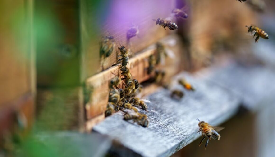 Jak wygląda pszczoła - jej budowa i charakterystyczne cechy