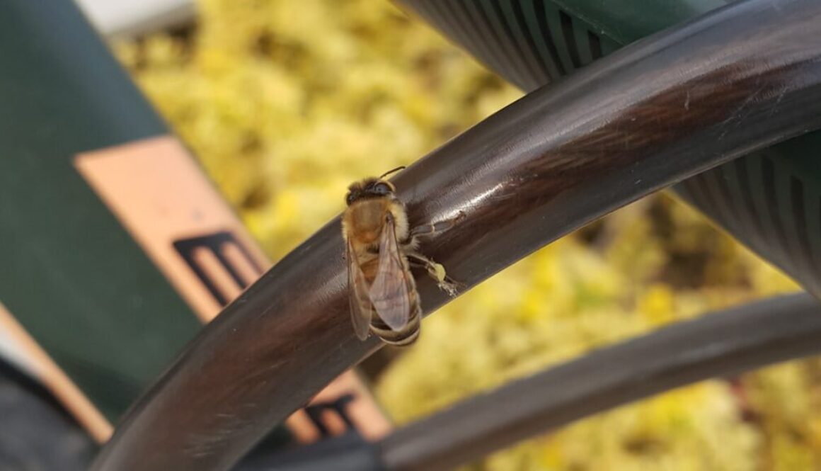 Życie rodziny pszczelej - jak powstaje i co robią trutnie w ulu