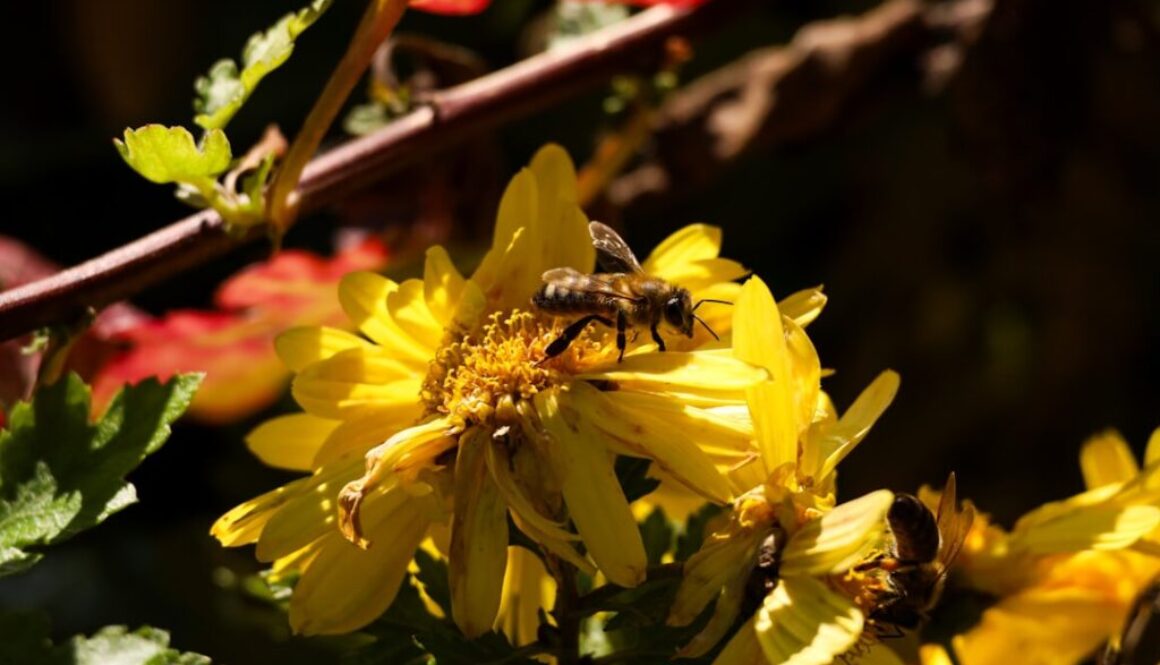 Zapylanie przez pszczoły miodne - jak zwiększyć efektywność w ogrodzie