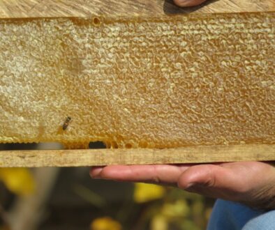 Proces produkcji miodu - od nektaru do słoika