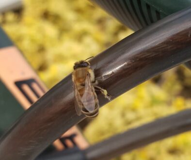 Jak rozpoznać pszczołę miodną - cechy charakterystyczne i różnice