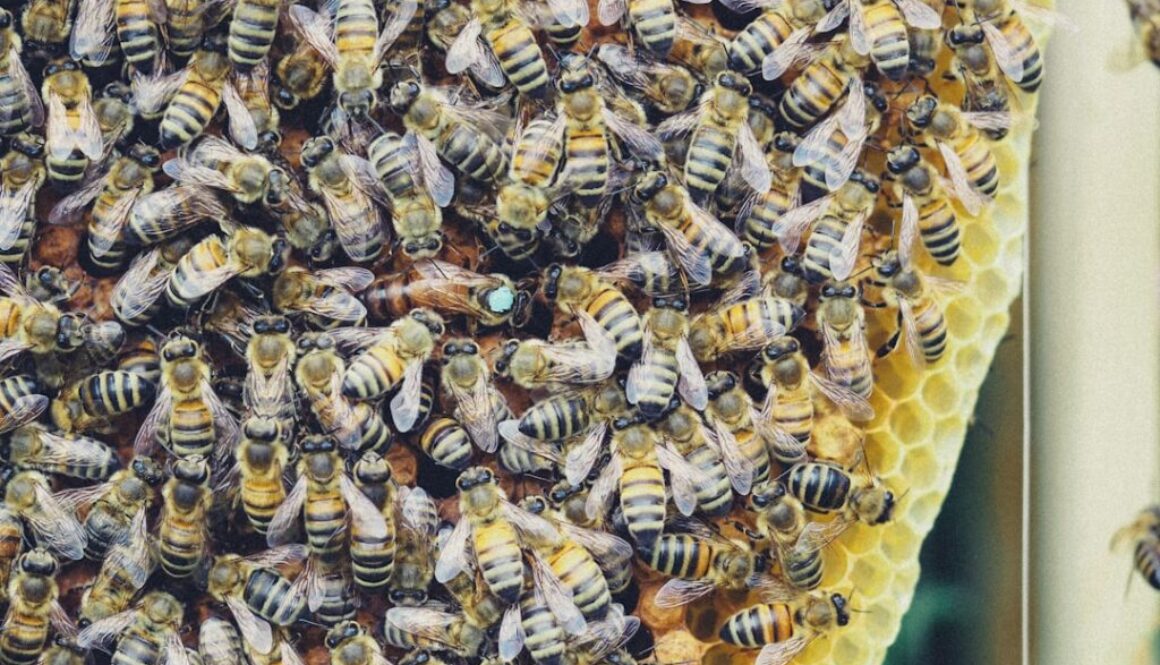 Co pszczoły robią w ulu - codzienne obowiązki i hierarchia