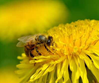 Pszczoły a rolnictwo - jak chronić zapylacze przed środkami ochrony roślin