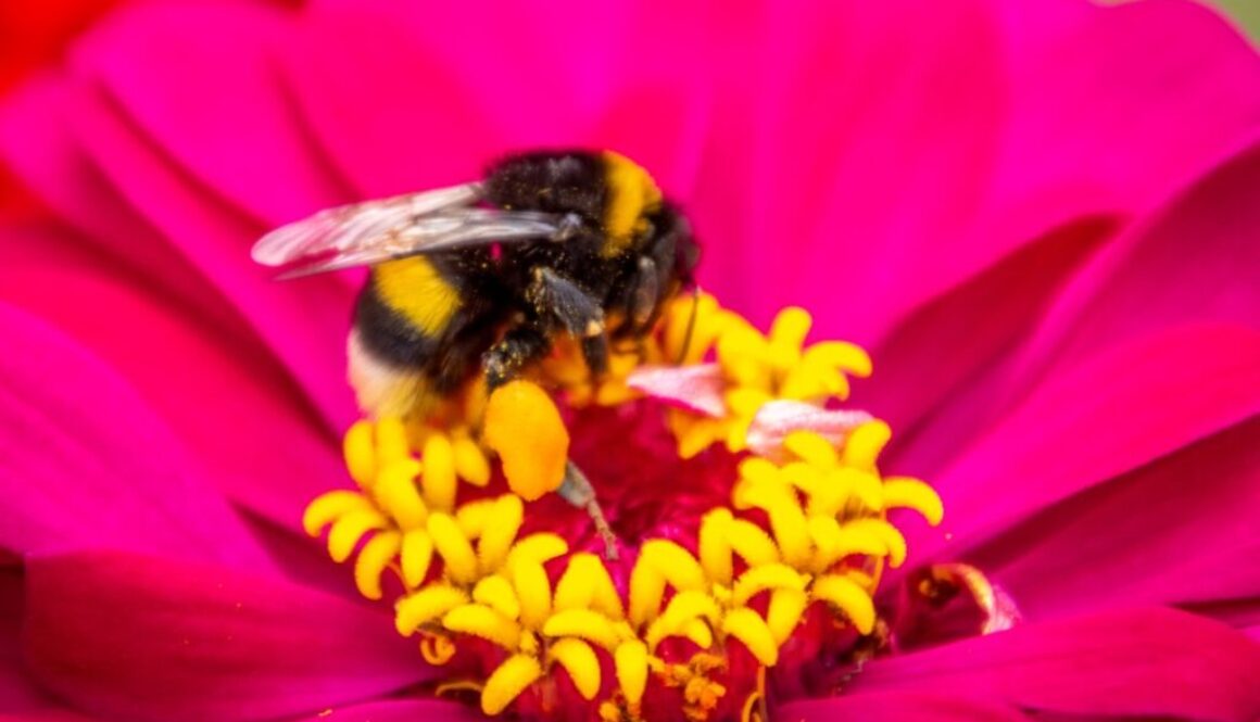 Jak pszczoły zbierają pyłek i nektar - proces produkcji miodu krok po kroku