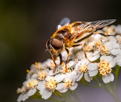 Rola pszczół w gospodarce - ekonomiczne znaczenie zapylania