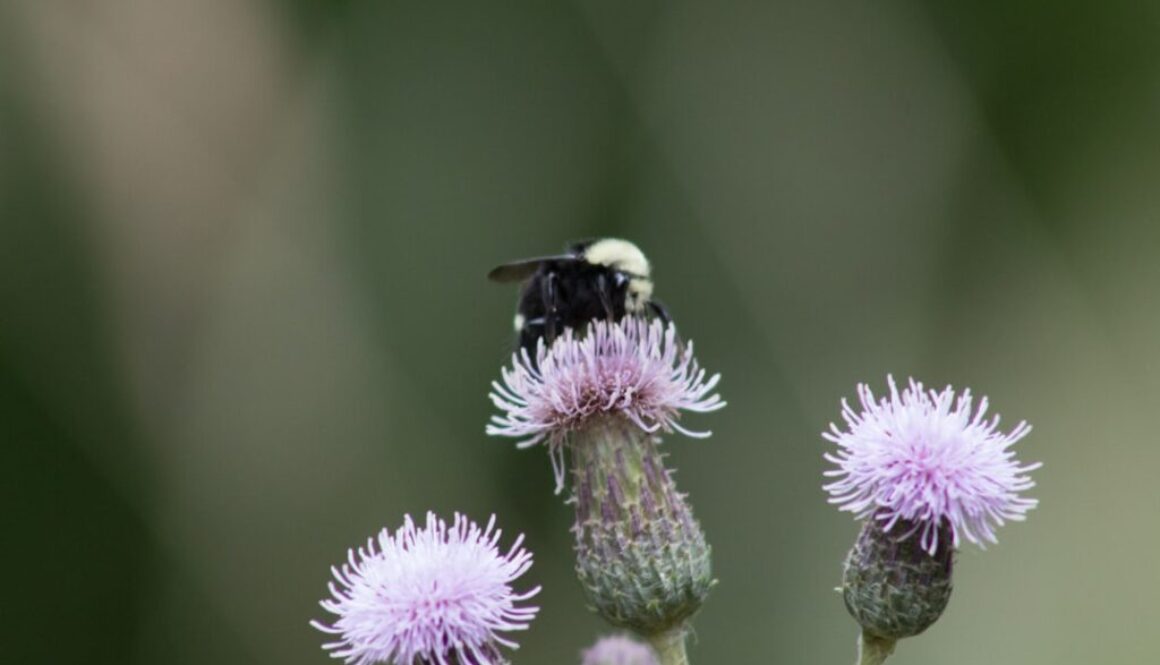 Jak założyć ogród przyjazny pszczołom - praktyczny poradnik