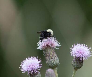 Jak założyć ogród przyjazny pszczołom - praktyczny poradnik