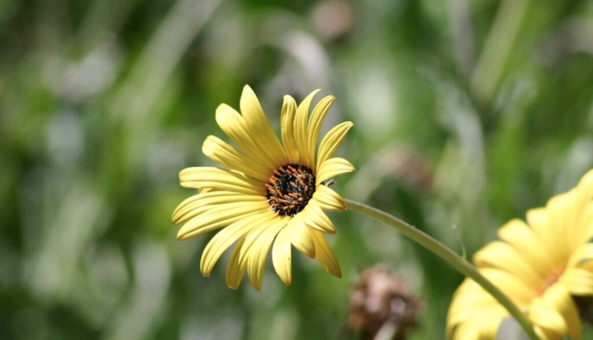 Pszczoły samotnice - poznaj ich role i znaczenie dla ekosystemu
