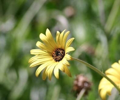 Pszczoły samotnice - poznaj ich role i znaczenie dla ekosystemu