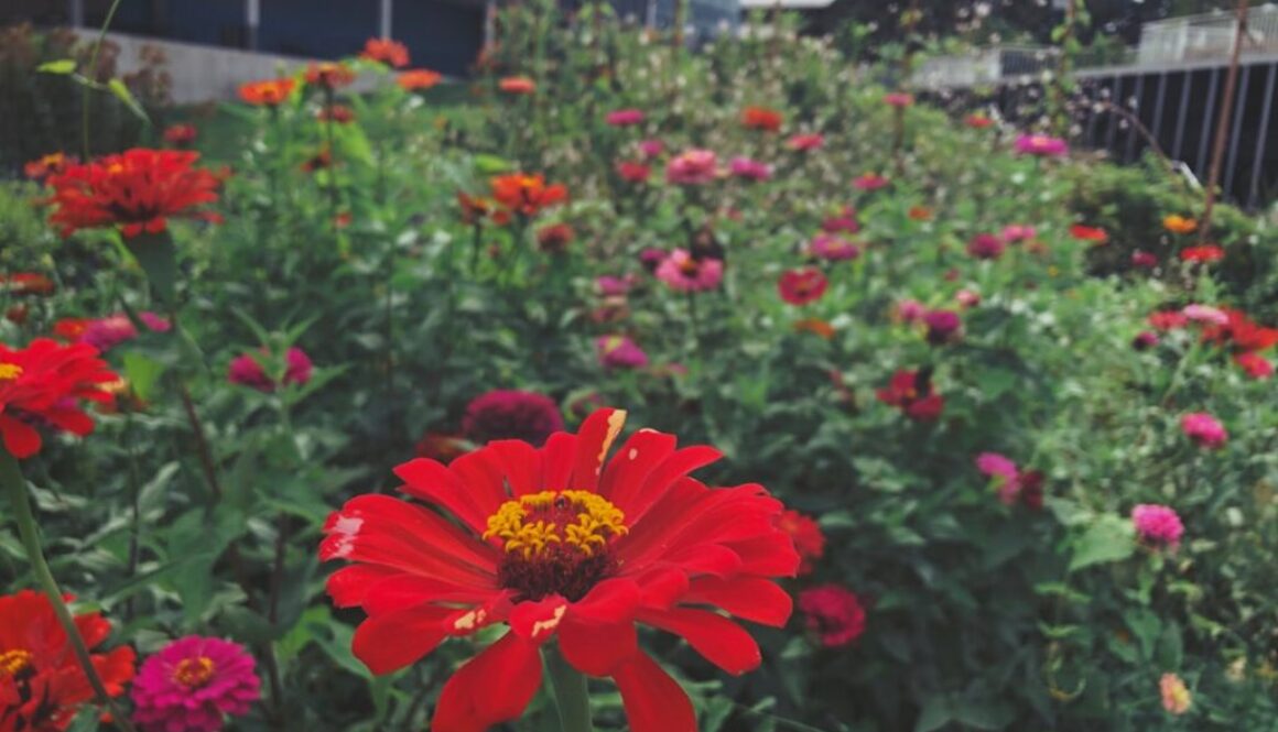 Jak pomóc pszczołom w mieście - budowanie hoteli dla owadów i inne sposoby