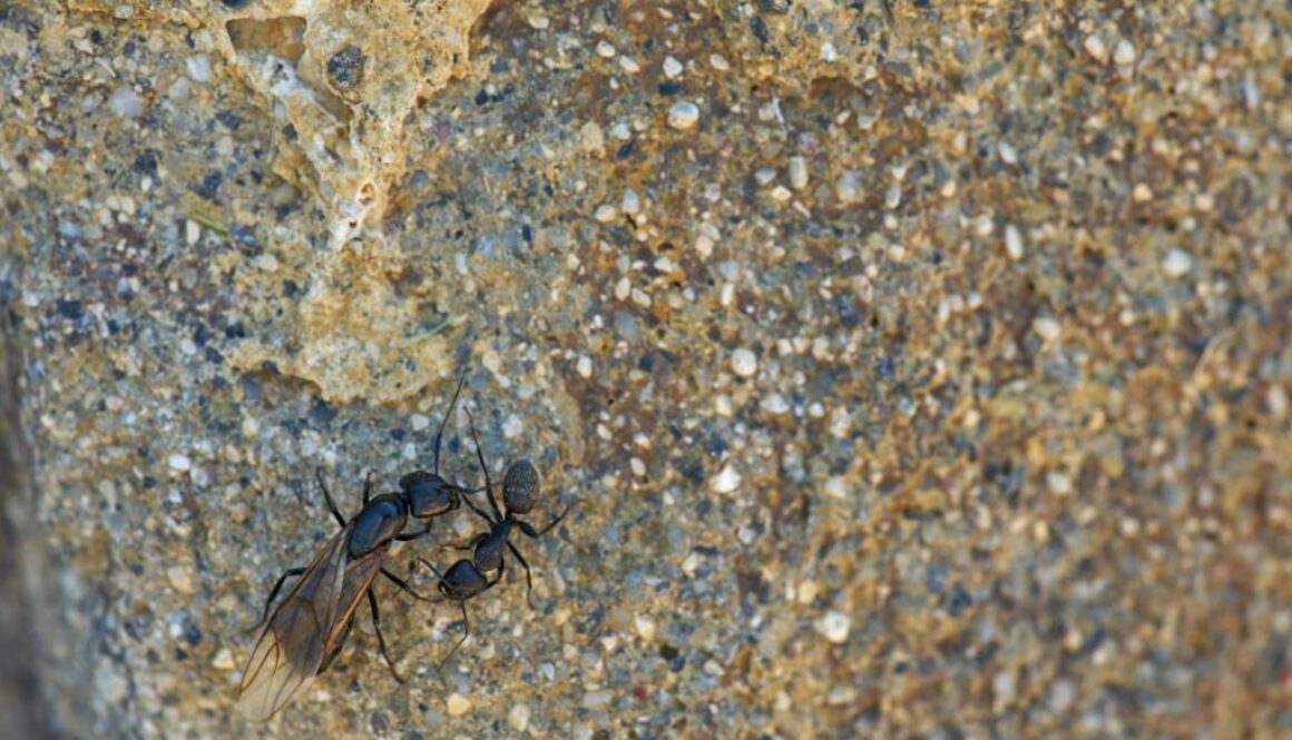 Kleszcz warroza - jak rozpoznać i zwalczać tego groźnego pasożyta