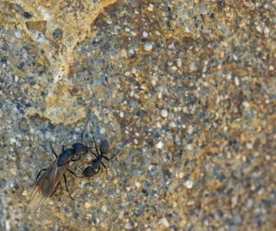 Kleszcz warroza - jak rozpoznać i zwalczać tego groźnego pasożyta