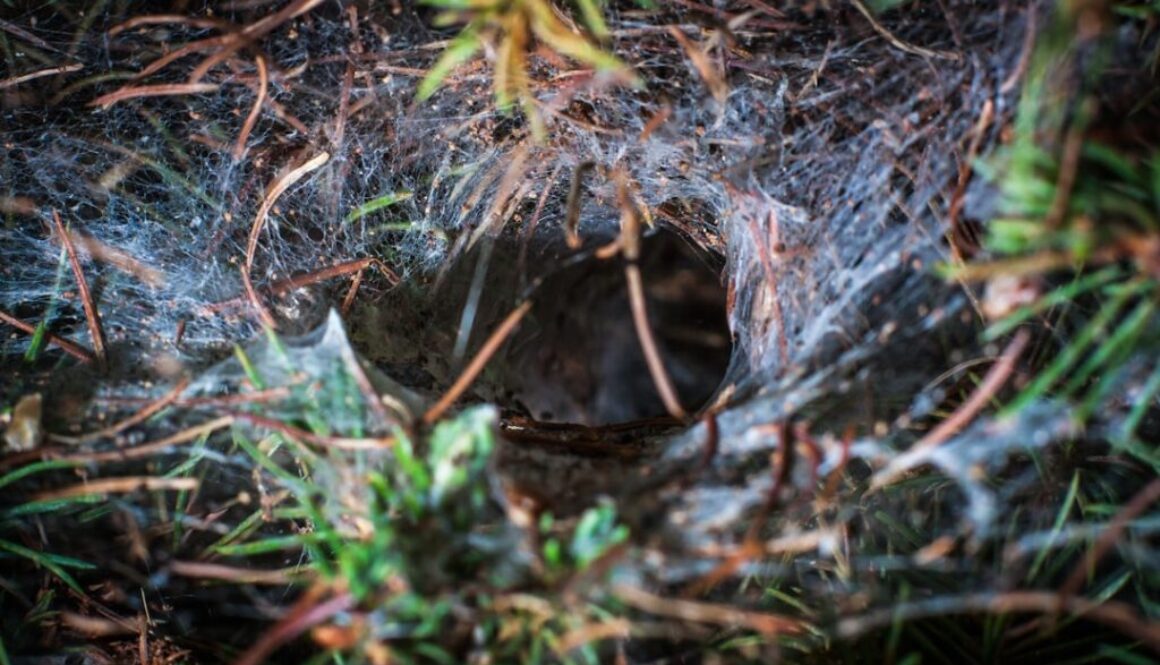 Gdzie mieszkają pszczoły w naturze - poznaj dzikie gniazda i ich rolę