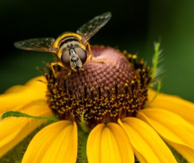 Zagrożenia dla dzikich pszczół - poznaj mniej znane gatunki i ich problemy