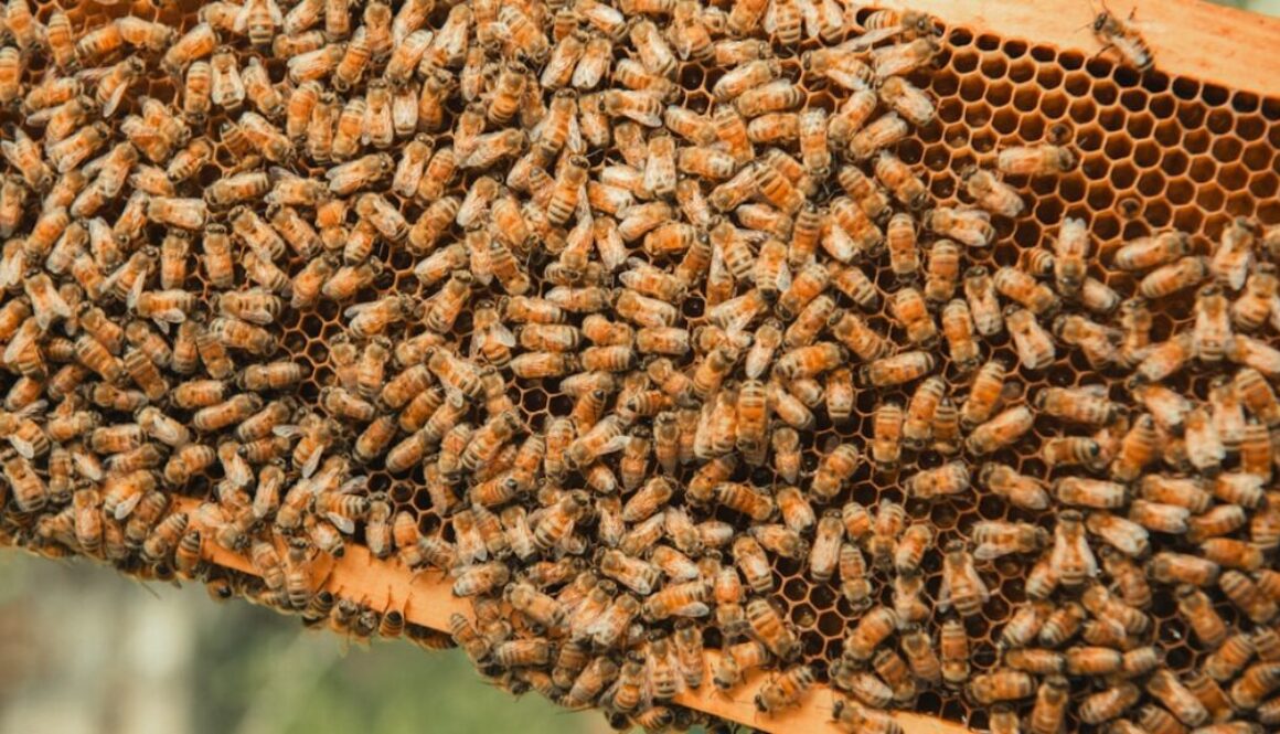 Jak pomóc pszczołom zimą - przygotowanie do przetrwania w ulu