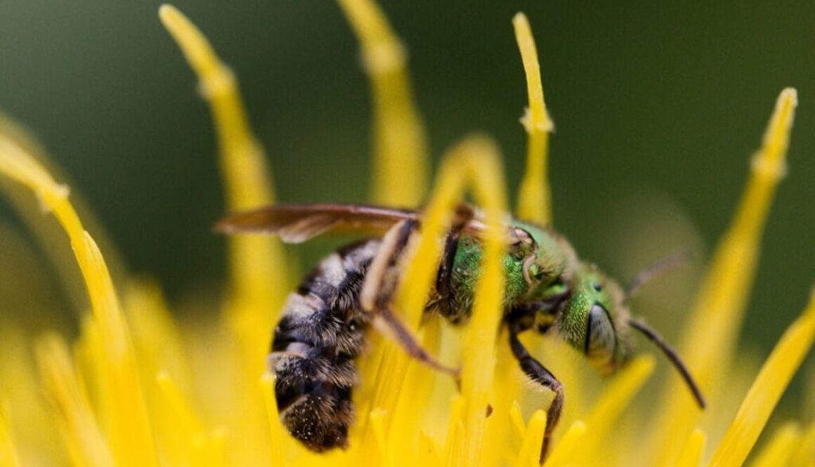 Życie robotnicy pszczelej - od jajka do dorosłości, fascynujący proces