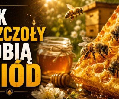jak pszczoły robią miód